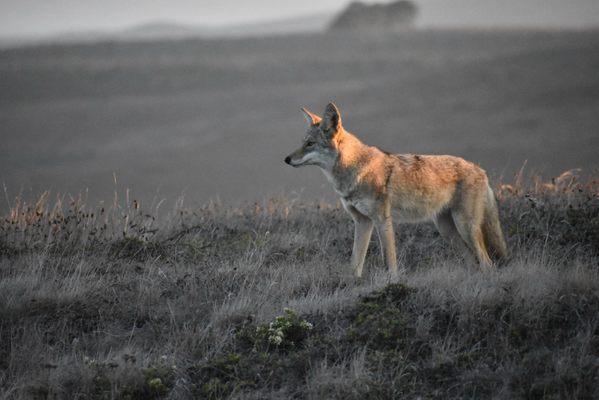 Point Reyes National Seashore