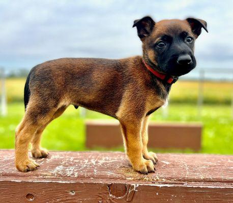 Young Belgian Malinois for sale. For more information contact us. 
www.ccprotectiondogs.com