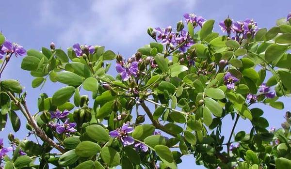 lignum vitae