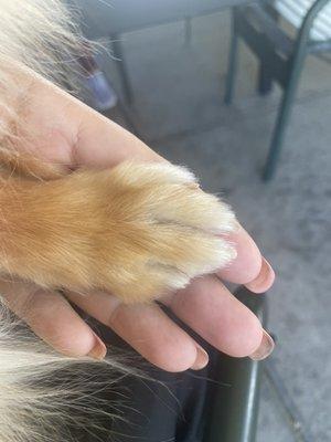 Nails and hair trimmed perfectly on his little paws