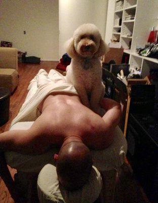 Client's pet wants her massage too. If client ok with it, it's totally fine.