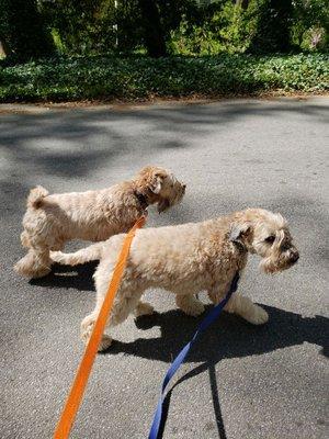 Walking the twins Farley and Niles, they are super protective of me but I'm the one in control at all times.