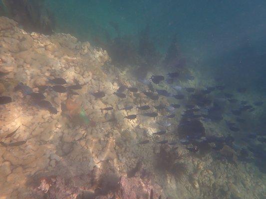 Stoplight parrotfish hanging out with a school of blue tang