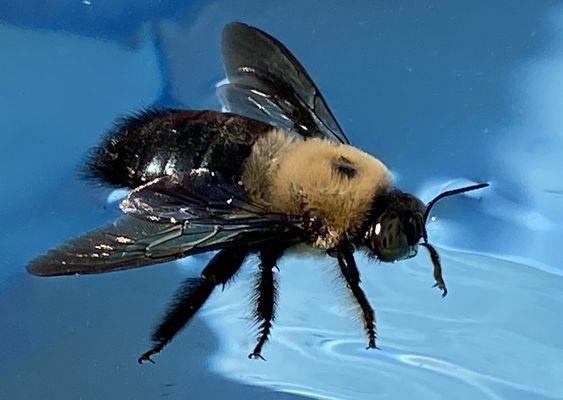 Carpenter bees.