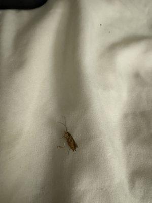 Cockroaches in the bed