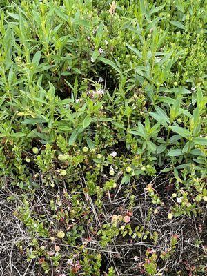 The bogs we're not flooded when we came but there were still some baby cranberries!