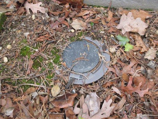 Bait trap for termites