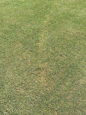 Fertilizer burn marks.