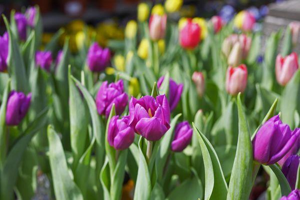 Beautiful spring tulips!