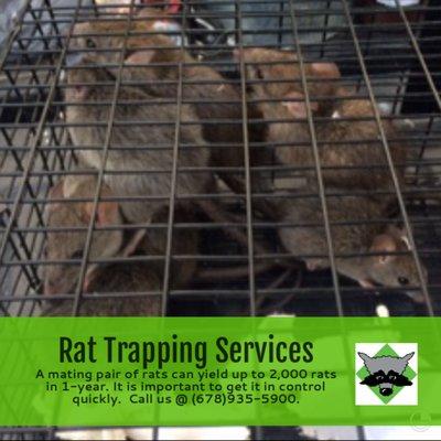 Rats can be cute, but cute things can be a huge nuisance for homeowners.  If they are not controlled, they become a huge problem.