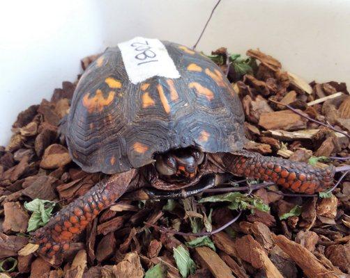 An Eastern box turtle with a respiratory infection