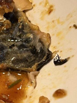 Picture of the dead fly my meal.