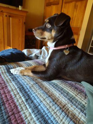 Chopa watching for squirrels out the window!