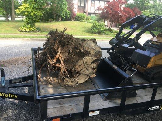 Stump Removal