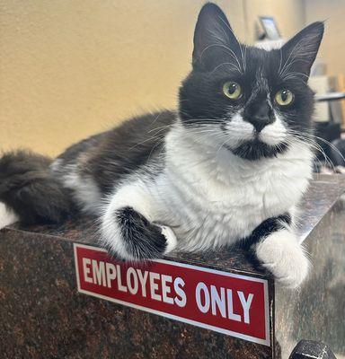 Baby is our shop cat