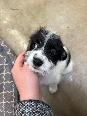 Lilo meeting her new mama