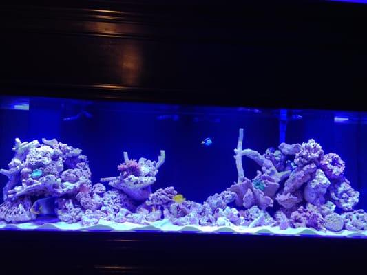 Custom 300 gal reef we installed and currently maintain