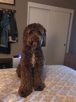 My labradoodle without Blvd Dog Salon imitating Chewbacca