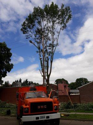 Arbor City Tree Care