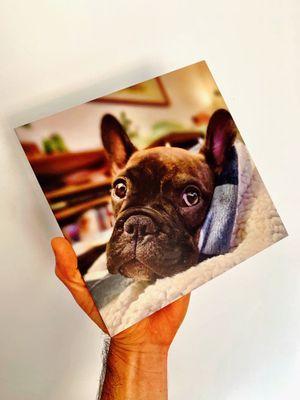 Printing Portraits on Aluminum for your home or business... yes we can ! #metalprints #frenchbulldog #portraits #posters #wallart