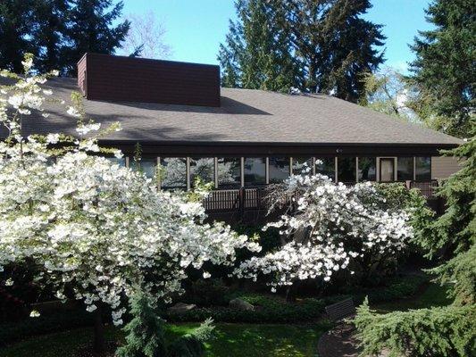 Spring flowering trees