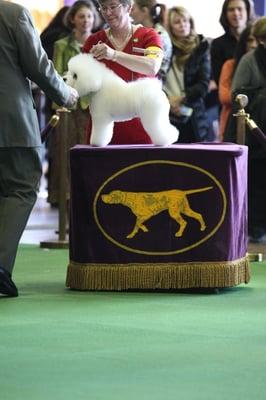 Topper is examined by the judge at the 2014 Westminster Kennel Club Dog Show.