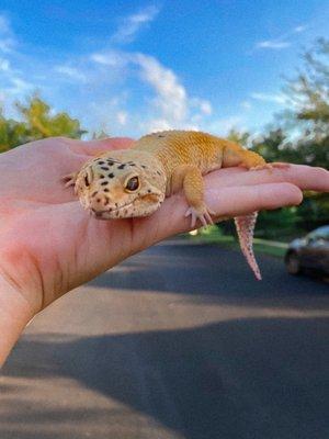 My leopard gecko I bought from Pet Bazaar in March 2020