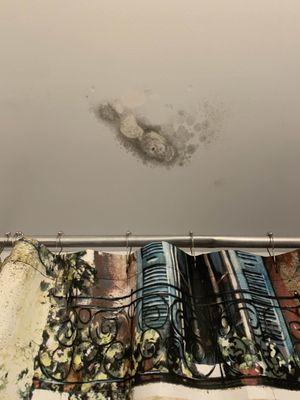 Growing mold on bathroom ceiling at Havemeyer location