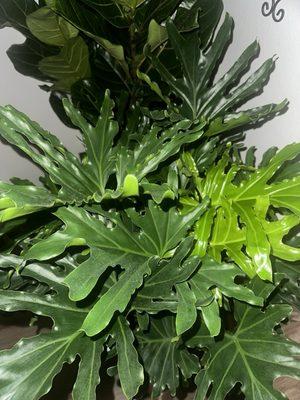 My philendendron