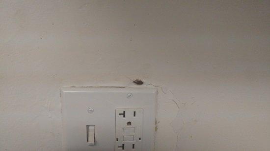 cockroach on the new outlet.  notice the professional installation.