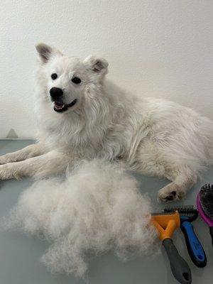 A few days before the groom, brushing at home