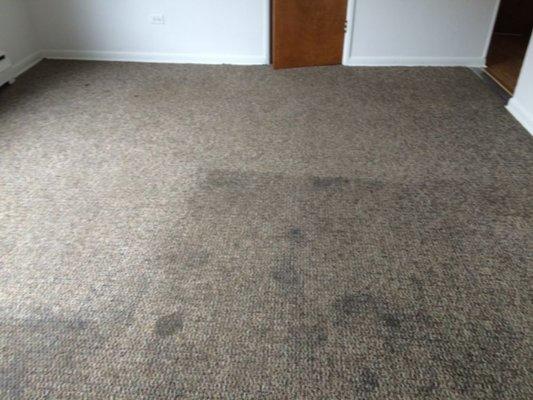 LiveClean.  Let us clean your carpet.