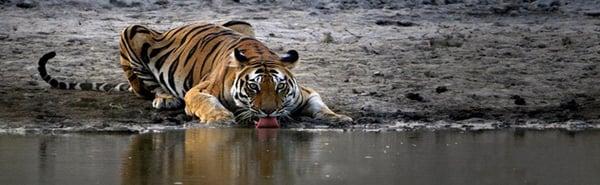 Ranthambore Jeep Safari, Tiger Safari at Ranthambore National Park