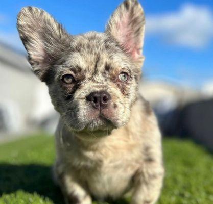 Fluffy French Bulldog