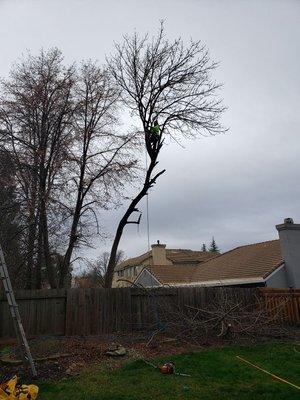 Economy Tree Service