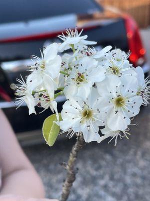 Local flowers