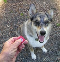 Dog friendly clicker training