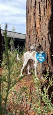 Digi's Sunday afternoon photoshoot for Peace of Mind Dog Rescue in Pacific Grove, CA.  How gorgeous is he!