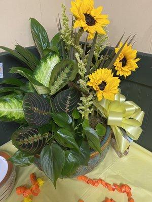 Prayer Plant and sunflowers