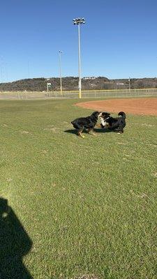 With a combination of holistic and modern medicines at AHCC, Bogey and Quinllin were able to enjoy running and playing together.