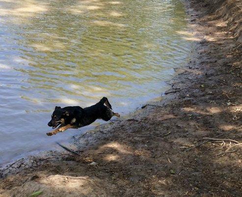 Airborn puppy!!! They have a huge pond in the middle section of the dog park.