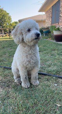 Before his groom