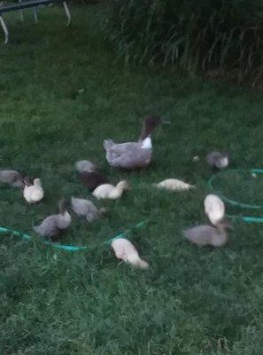 Some of my baby ducks!