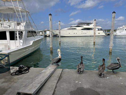 Miami Fishing Pros