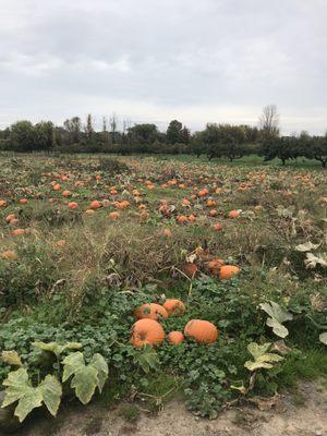 Pumpkin patch