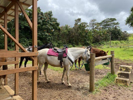 Wailea Horseback Adventure