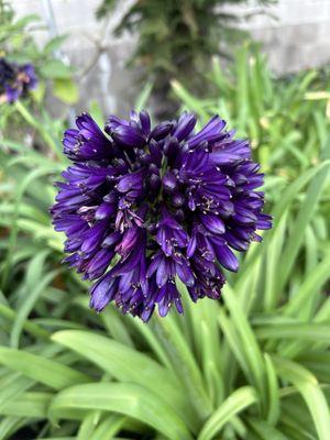 Agapanthus Black Jack