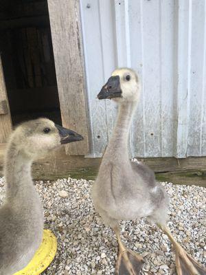 Lemon and Lulu our geese.