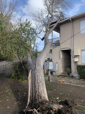 Tree fell over and knocked all the power off