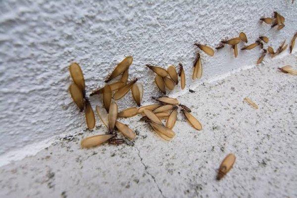 1. Termite treatment
2. Termite control
3. Termite extermination
4. Termite inspection
5. Termite prevention
6. Termite fumigation